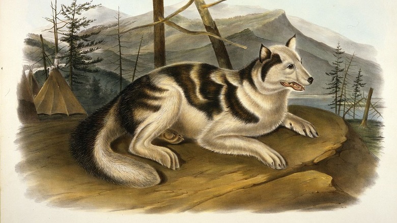 Hare Indian dog