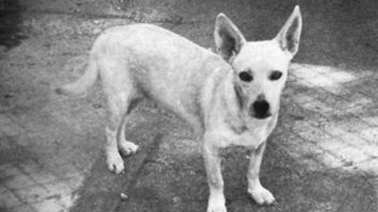 Hawaiian Poi Dog from Jack L. Throp's program, c. 1969