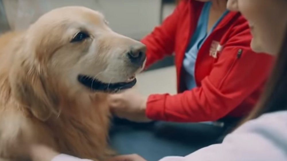 dog cancer