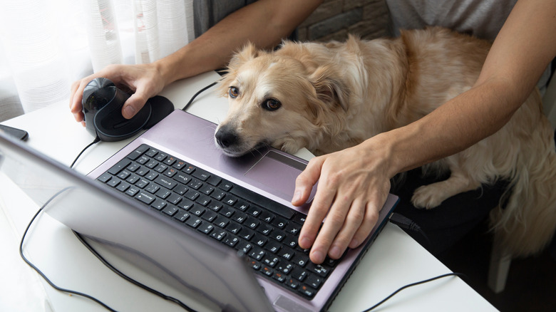 Dog leaning on computer