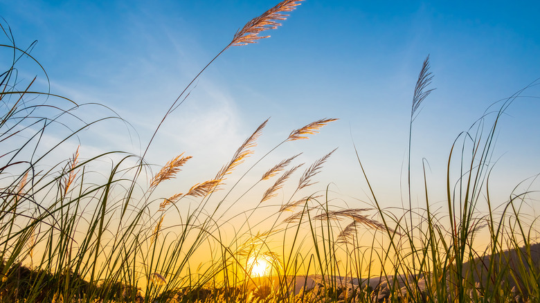 a field of reeds