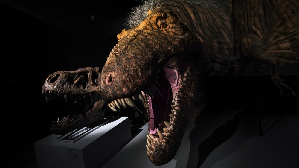 T-rex with a feathered head