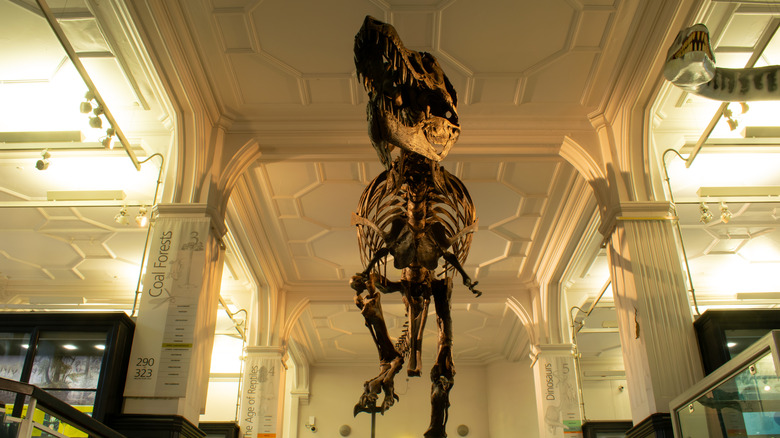 T-rex skeleton in museum