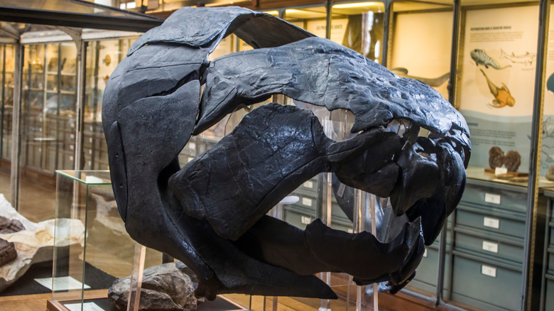 Dunkleosteus skull at museum