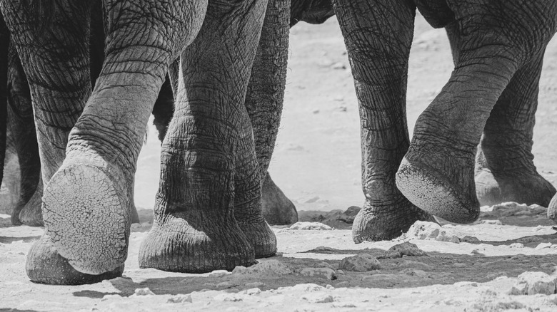 group of elephant feet
