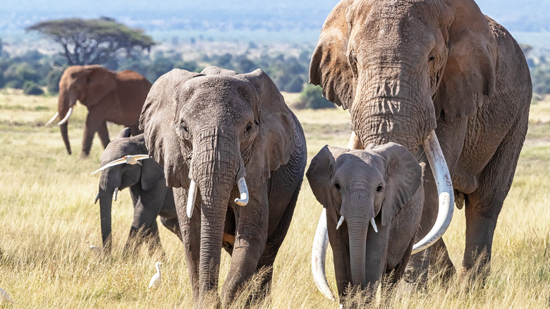 Elephant herd in grassland