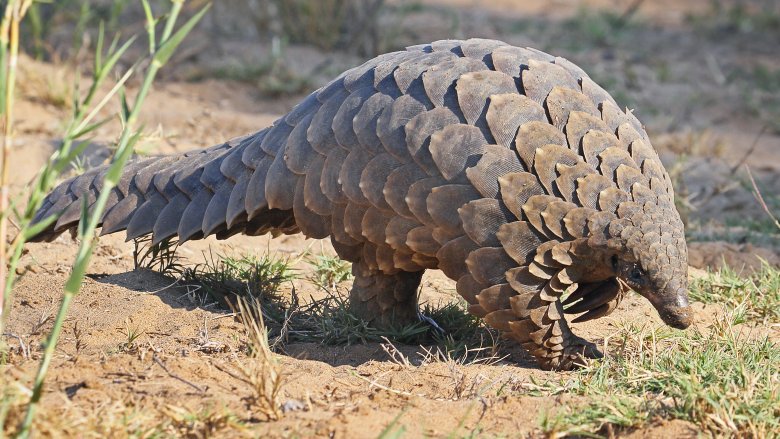 Pangolin walking on dry ground