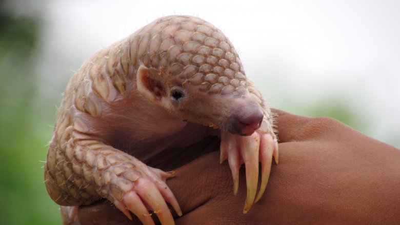 Endangered Animals You Didn't Know Were In Crisis Endangered Animals You Didn't Know Were In Crisis