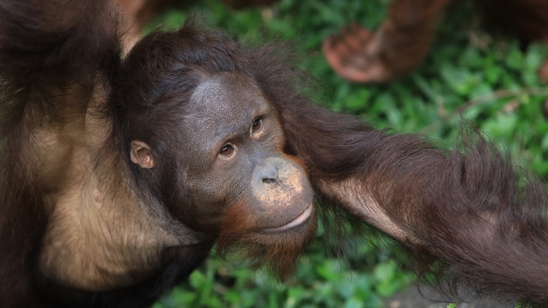 Orangutan in the trees