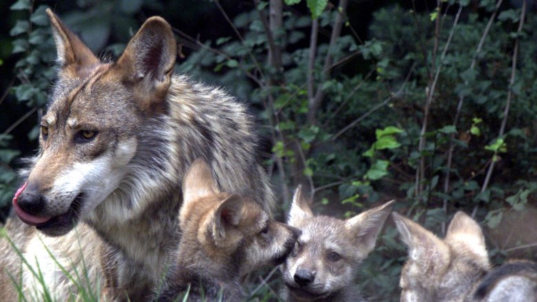 Adult Mexican wolf with cubs