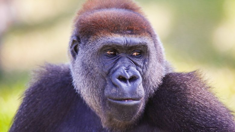 Cross River gorilla