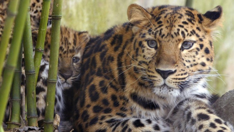 Amur leopard
