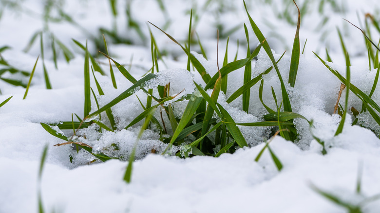 Crops covered by snow
