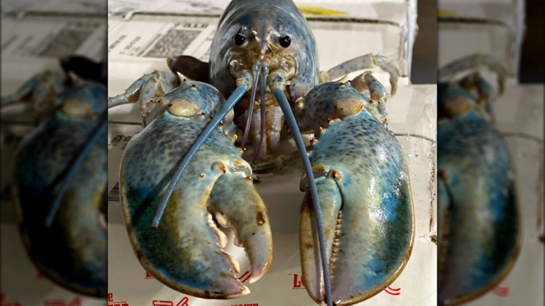 Haddie the lobster closeup
