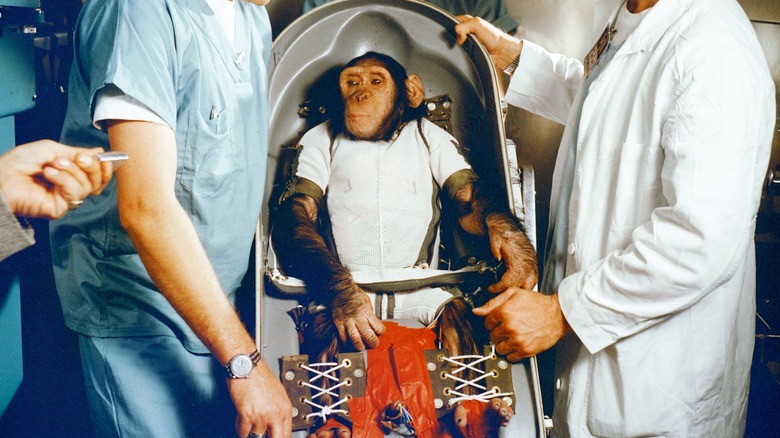 Ham being placed in space carrier