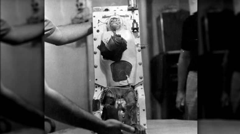 Able the monkey being strapped into space carrier
