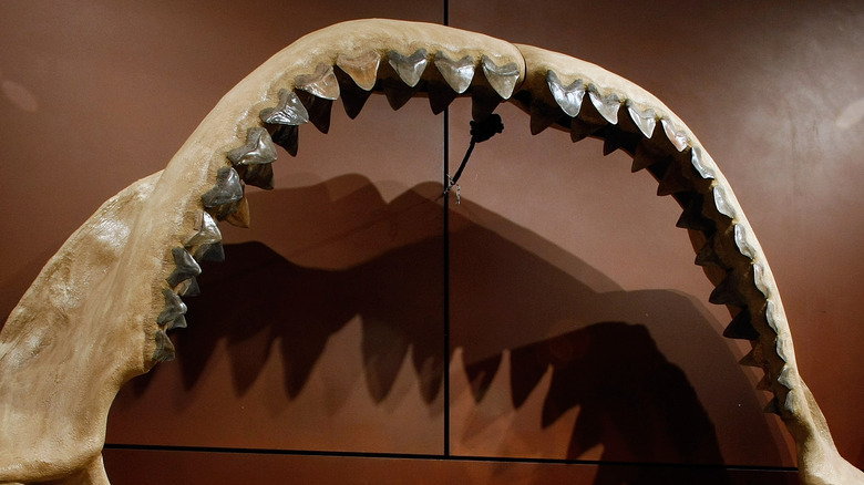 megalodon jaw