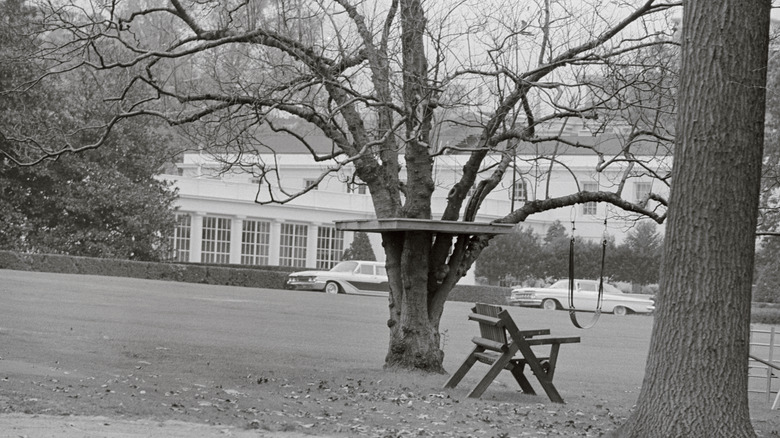Caroline Kennedy's treehouse