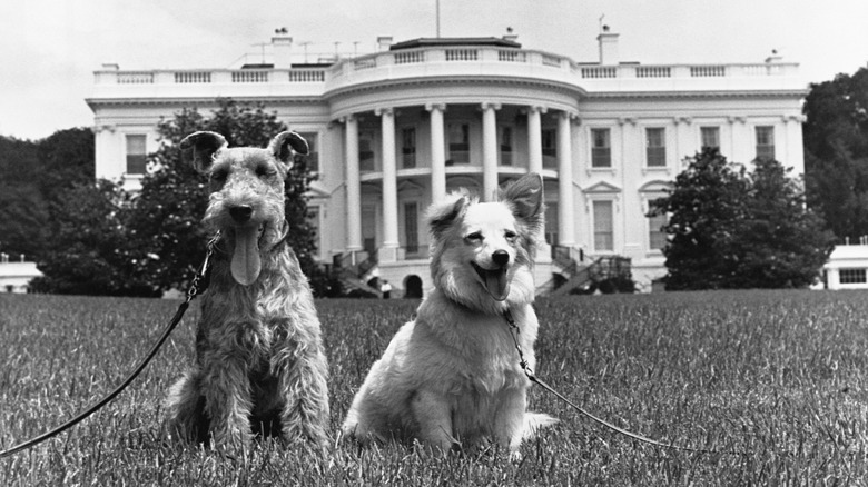 Kennedy dogs Charlie and Pushinka by the White House