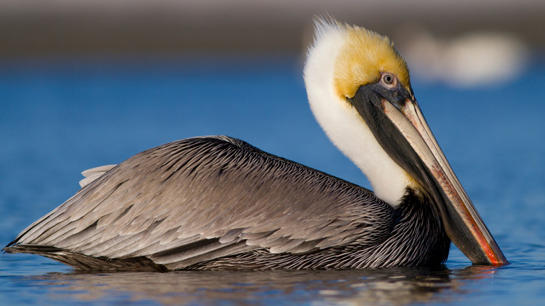 Brown pelican swimming in water