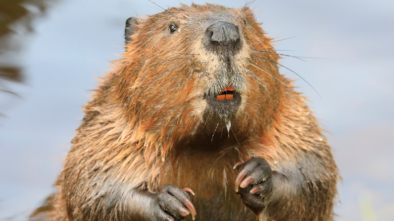 Beaver in water, looking up
