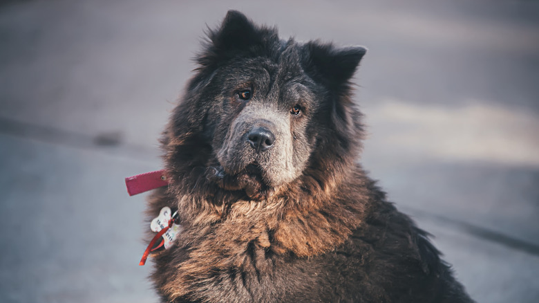 Chow Chow dogs in Buenos Aires