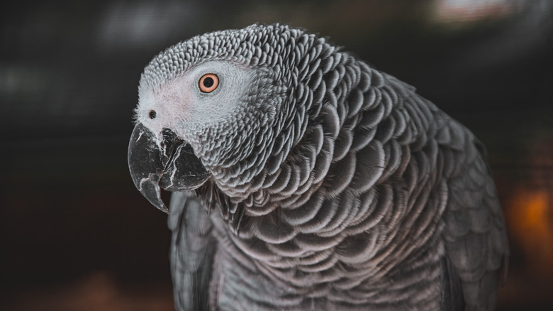 African Grey parrot