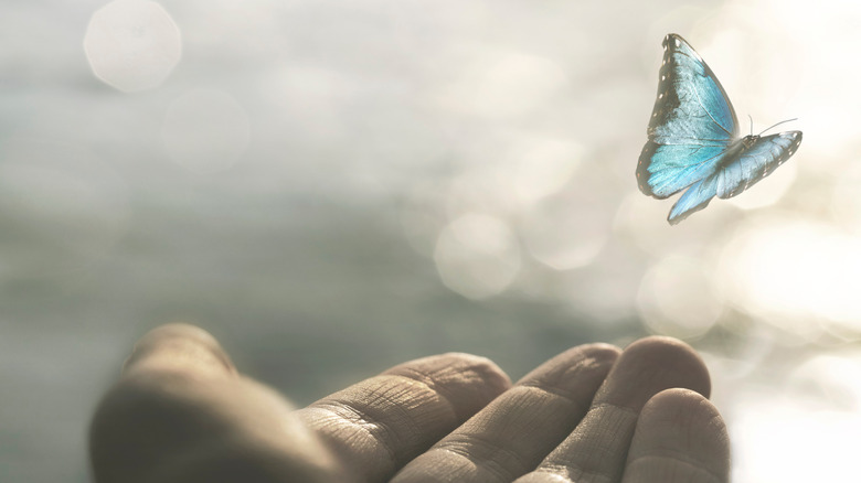 butterfly and hand 