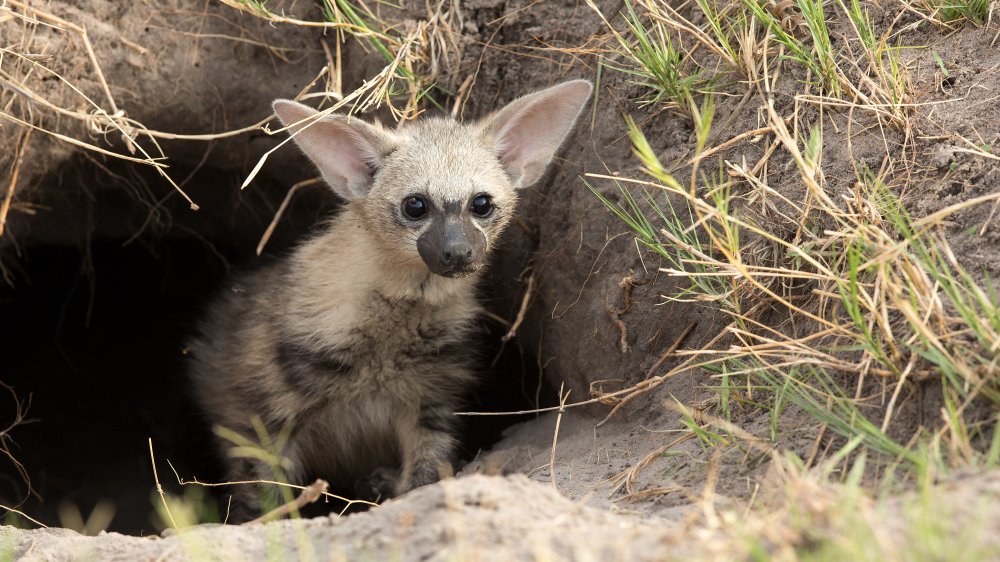 Aardwolf