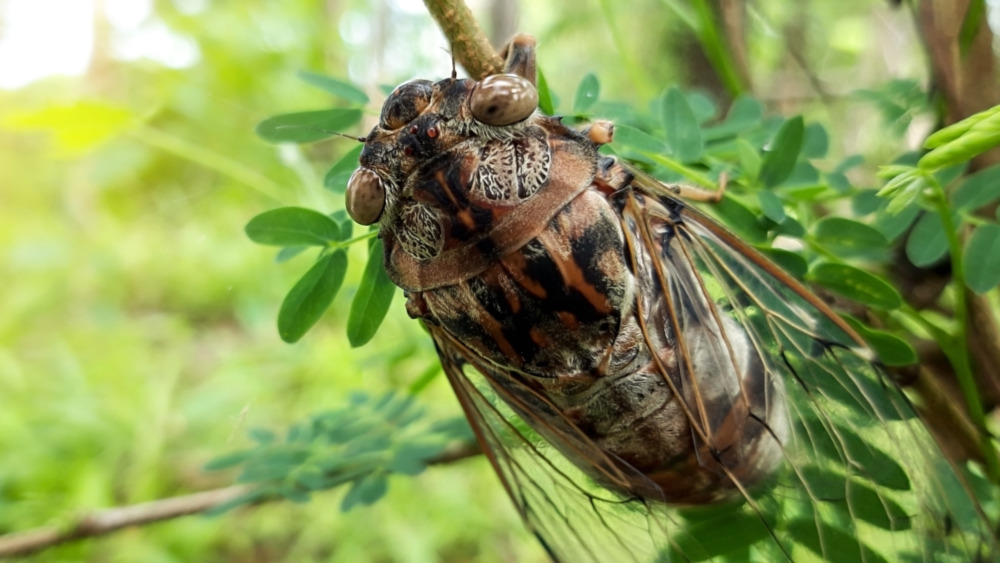 Cicada on a branch