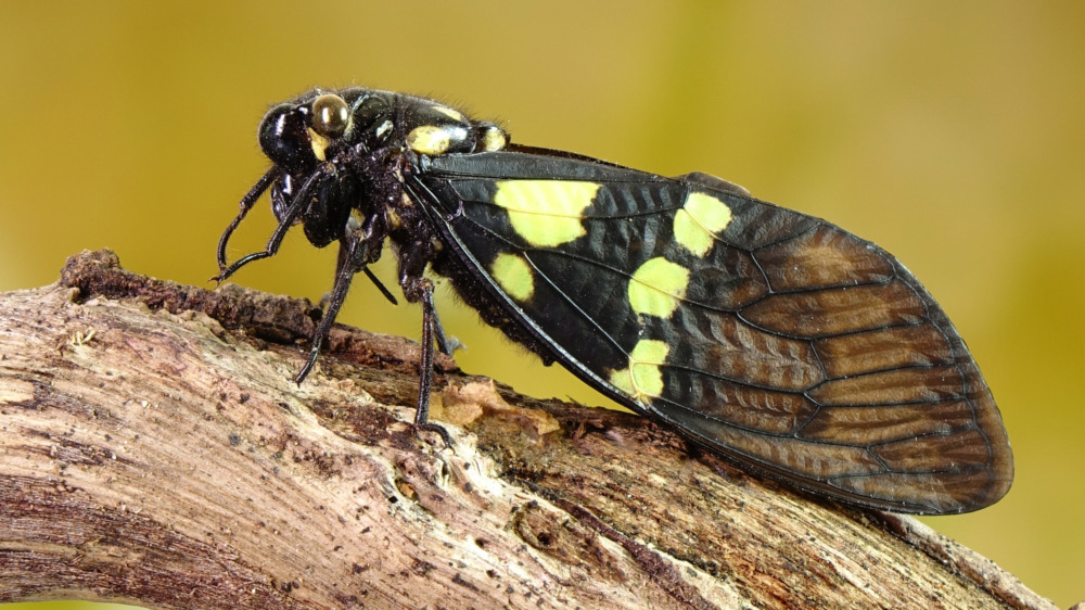 Cicada in a tree