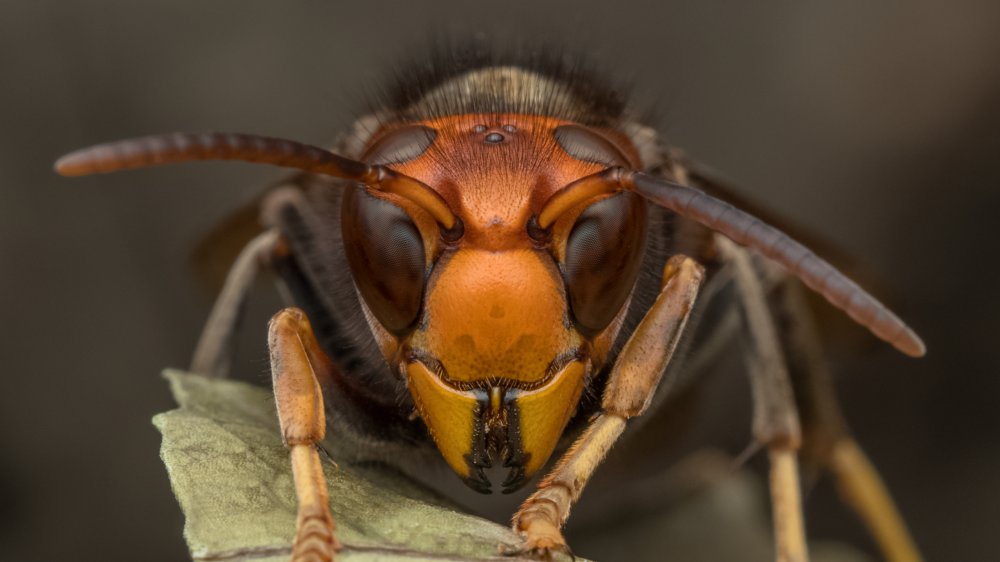 asian giant hornet