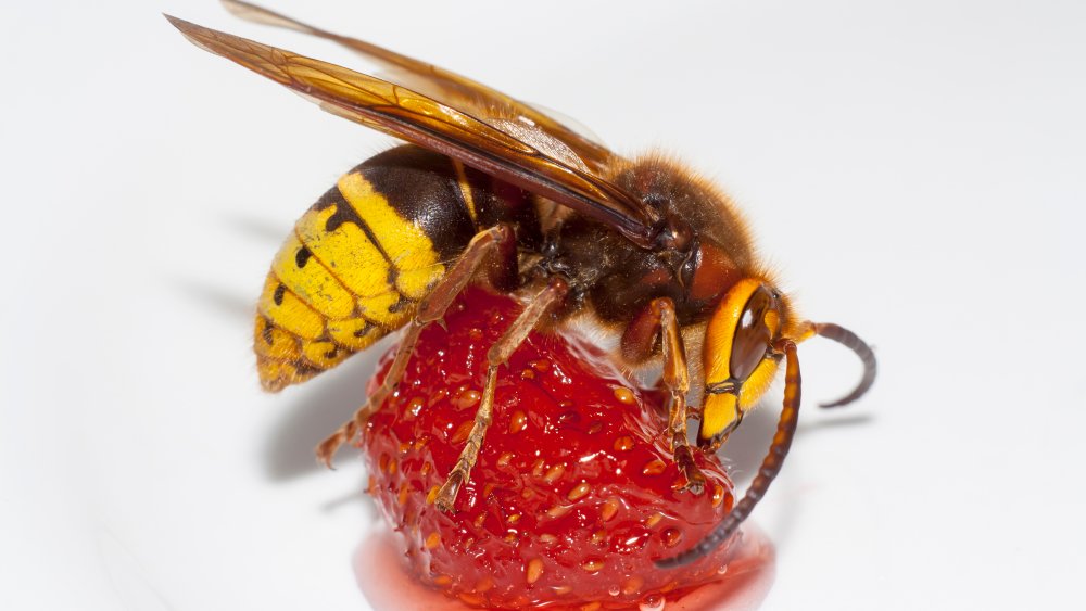 Murder hornet