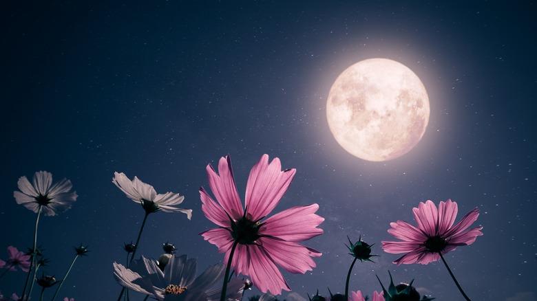 Full moon in spring