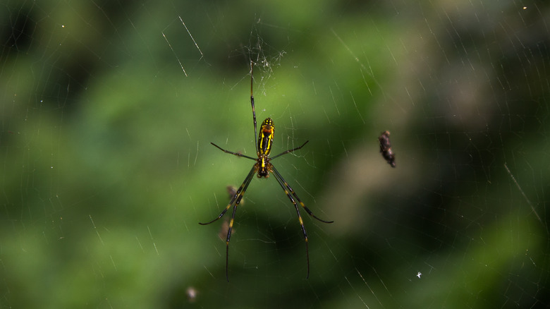 Joro spider