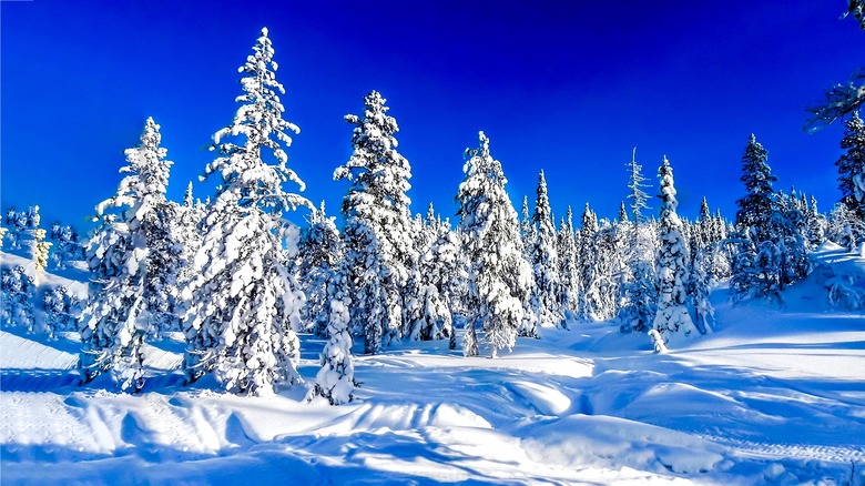 Snow covered trees