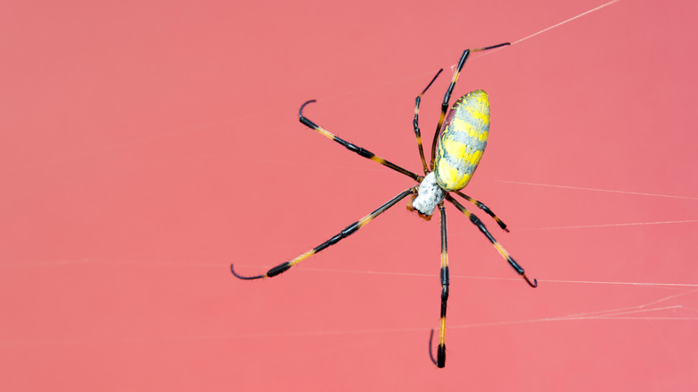Joro spider