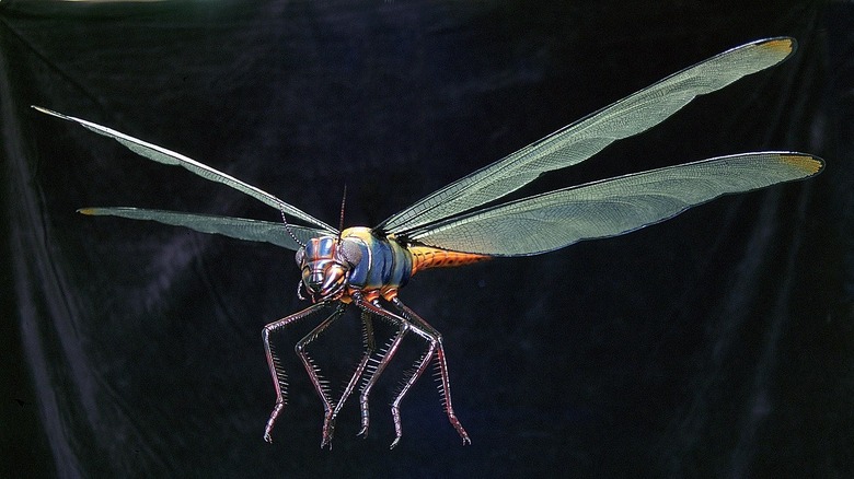 Meganeuropsis with iridescent body