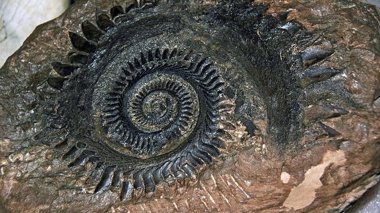 The tooth whorl of Helicoprion
