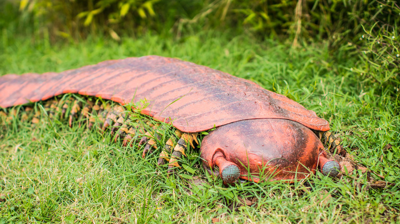 Arthropleura model on green grass