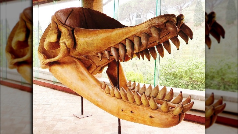 Skull of Livyatan