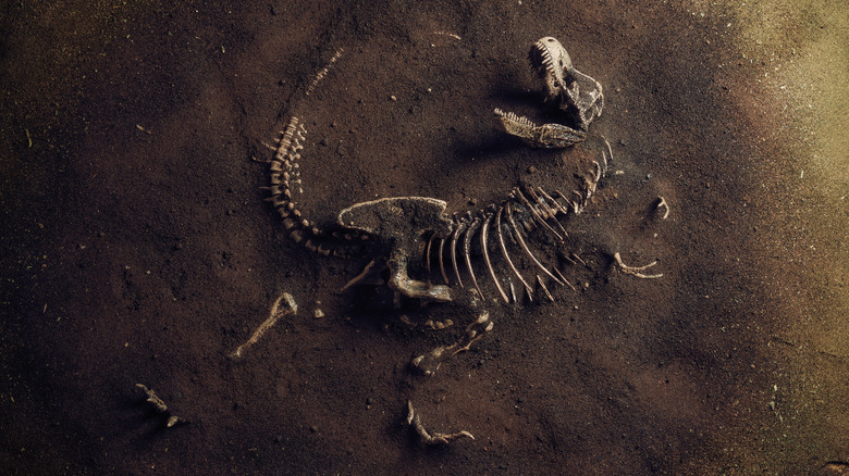 Dinosaur fossil