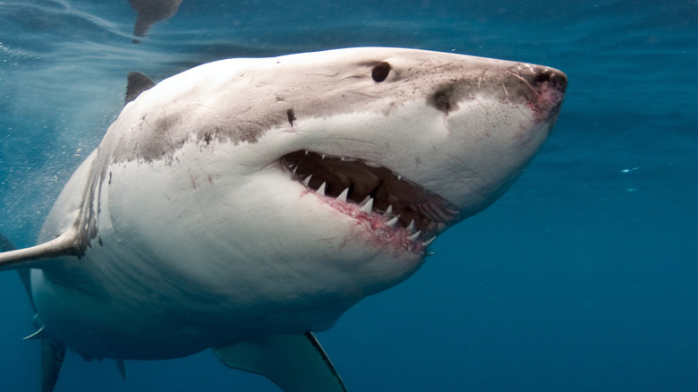 great white shark swimming