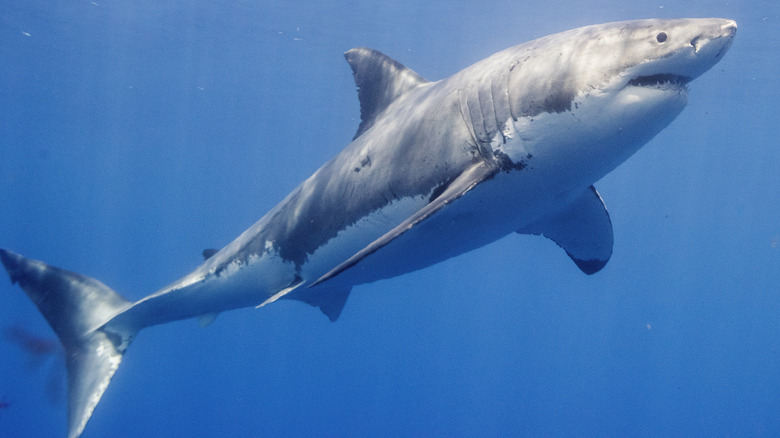 great white shark swimming