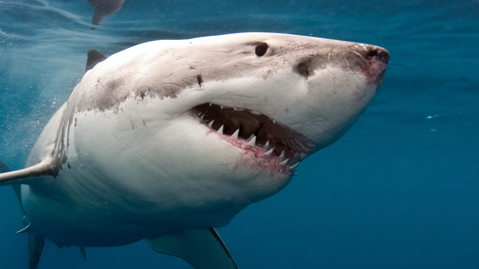 Great White Shark Myths - 5 Common Misconceptions About Great Whites