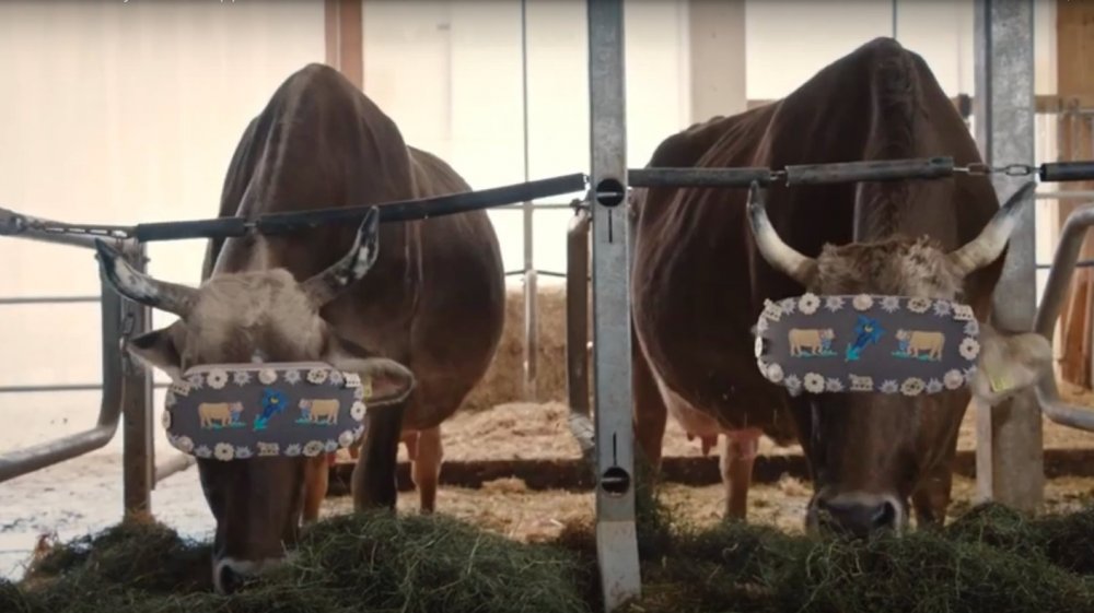 Ødelæggelse dommer Reskyd Farmers Test VR Headsets To Show Cows Greener Pastures