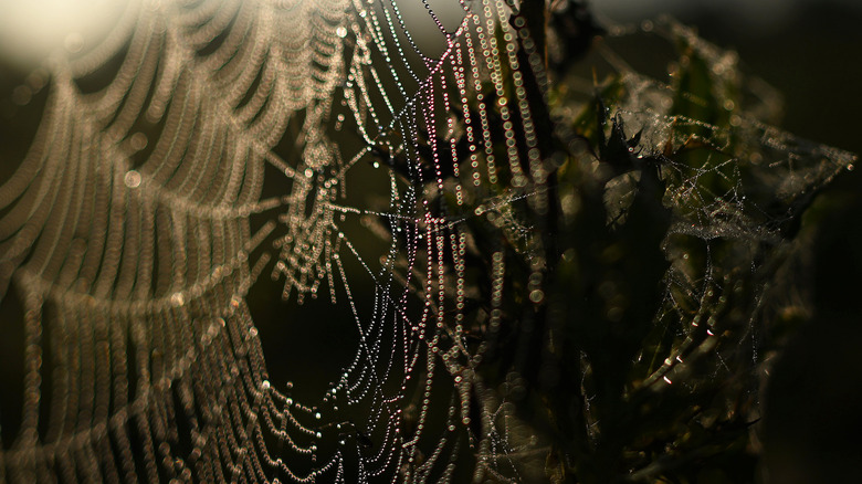 spider web black background
