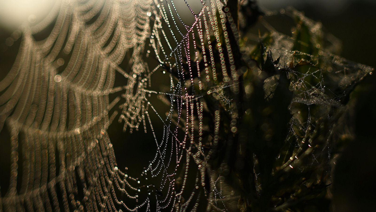 New protein found in strongest spider web material