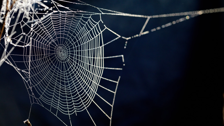 Deco Bubble Spider Web-1 Count