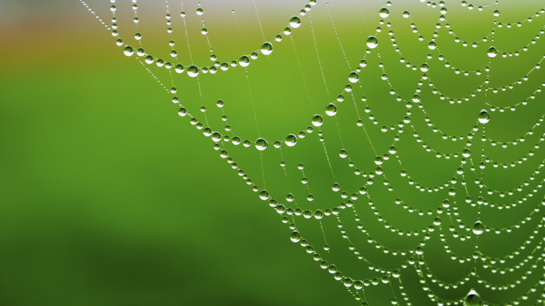 spider web dew